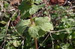 Henbit